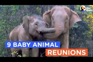 9 Animals Reunited With Their Babies: Animal Reunion Compilation | The Dodo Best Of