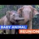 9 Animals Reunited With Their Babies: Animal Reunion Compilation | The Dodo Best Of