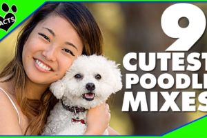 9 Cute Small Poodle Mixes Designer Dogs 101 Mix Breeds