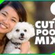 9 Cute Small Poodle Mixes Designer Dogs 101 Mix Breeds