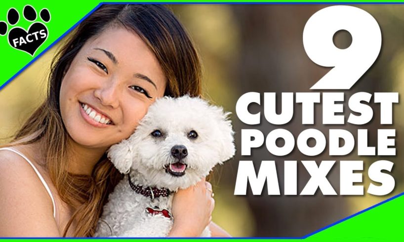 9 Cute Small Poodle Mixes Designer Dogs 101 Mix Breeds