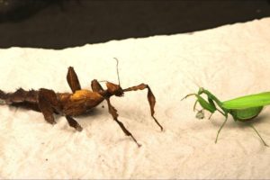 A BRUTAL FIGHT OF MANTISES - THE HUGE WALKING STICK FRIGHTENED THE MANTIS!