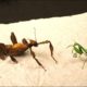 A BRUTAL FIGHT OF MANTISES - THE HUGE WALKING STICK FRIGHTENED THE MANTIS!