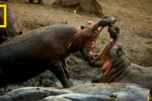 A Hippo Battle | Hostile Planet