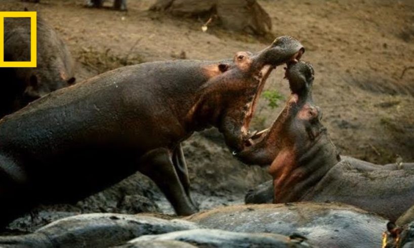 A Hippo Battle | Hostile Planet