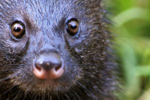 A Mongoose and Black Mamba Fight to the Death