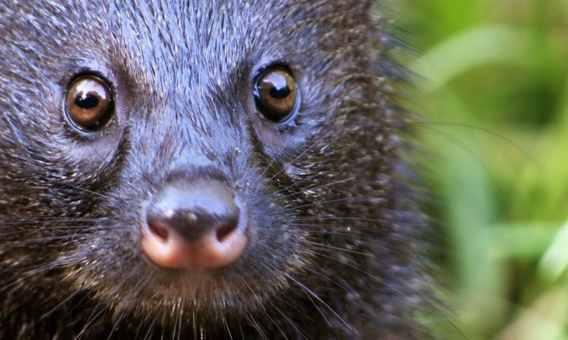 A Mongoose and Black Mamba Fight to the Death