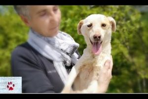 A blind dog's smile | rescue story of sweet Helen