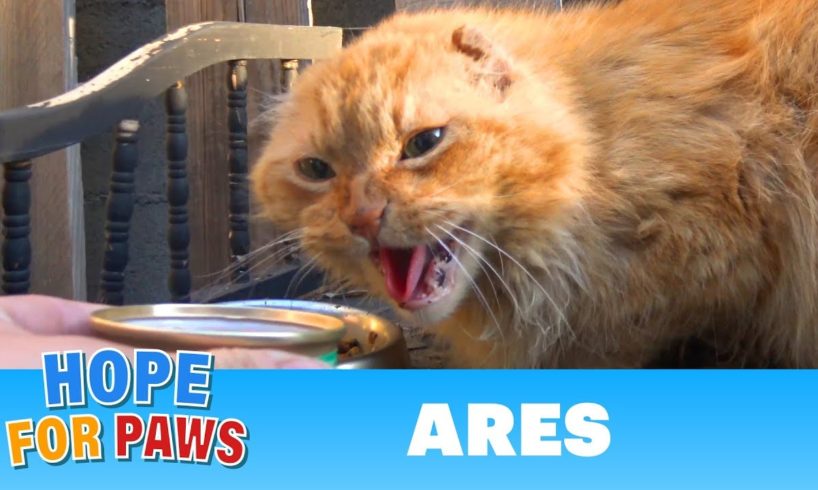 A cat with no ears, no teeth and no home needs your help.