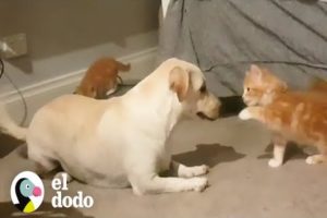 A este perro le encanta criar animales bebés | El Dodo
