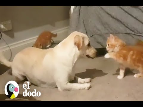 A este perro le encanta criar animales bebés | El Dodo