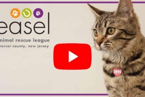 ABOUT US - EASEL Animal Rescue League, Shelter, and Pet Adoptions