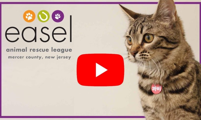 ABOUT US - EASEL Animal Rescue League, Shelter, and Pet Adoptions