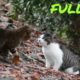 ANIMAL FIGHT CAT VS CAT TOP CAT FIGHTS HD 2019