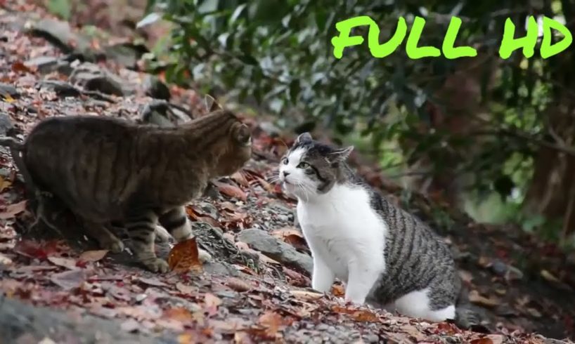 ANIMAL FIGHT CAT VS CAT TOP CAT FIGHTS HD 2019