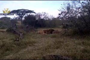 ANIMAL fights  in Kenya | Lions Vs Warthog attack | Award Safaris
