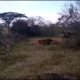 ANIMAL fights  in Kenya | Lions Vs Warthog attack | Award Safaris