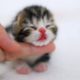 AWWWW SOOOOOOOOOOO CUTE KITTENS