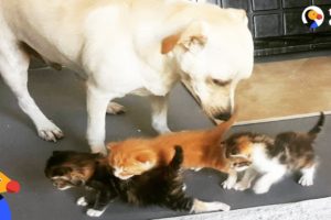 Abandoned Dog Helps Raise Kittens and Other Baby Animals | The Dodo