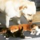 Abandoned Dog Helps Raise Kittens and Other Baby Animals | The Dodo