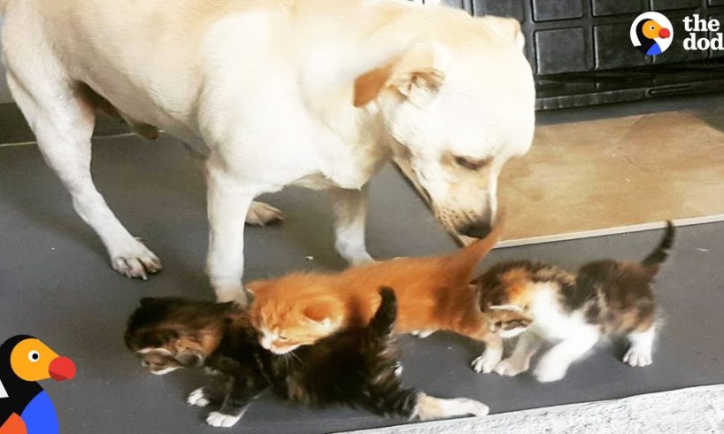 Abandoned Dog Helps Raise Kittens and Other Baby Animals | The Dodo