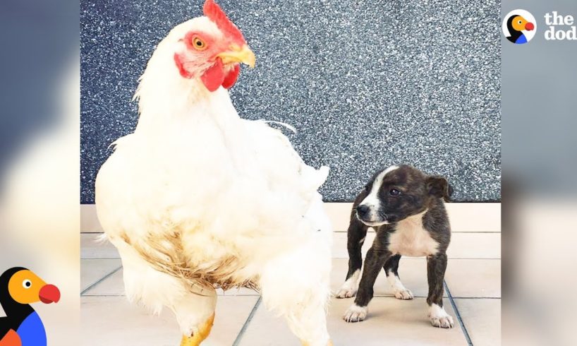 Abandoned Puppy Grows Up With 150 Rescued Animal Friends | The Dodo Odd Couples