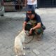 Abandoned dog rescued by Animal Defenders Indonesia