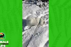 Adorable Dog Playing in Snow | Animals Doing Things