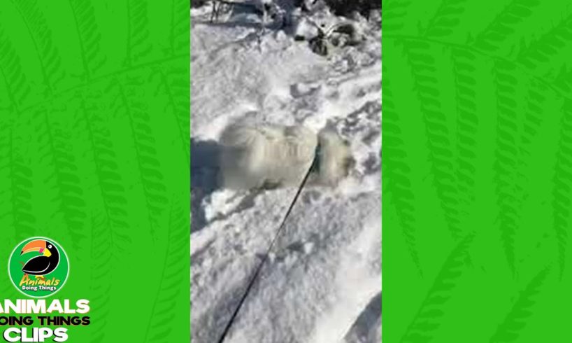 Adorable Dog Playing in Snow | Animals Doing Things