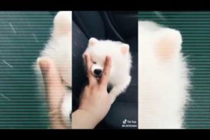 Adorable Pets - Tik Tok