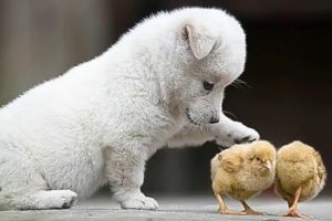 Adorable Puppy Playing with Baby Chicks Will Make You Feel Better