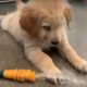 Adorable puppy fascinated by spraying water hose