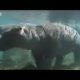 African animals - hippo relaxes under water  - BBC wildlife