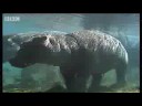 African animals - hippo relaxes under water  - BBC wildlife