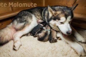 Alaskan Malamute giving birth to six puppies