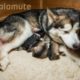 Alaskan Malamute giving birth to six puppies