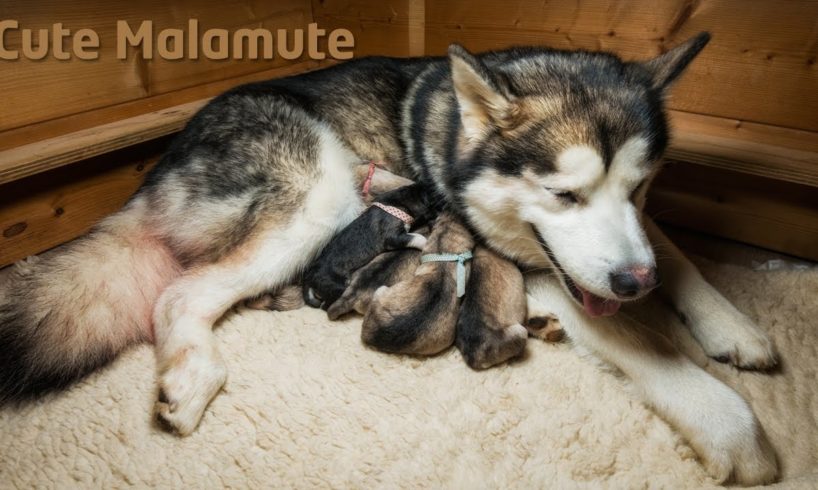 Alaskan Malamute giving birth to six puppies