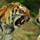 Amazing Animals fights. The Best Animal Fights! Compilation 2013