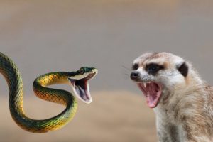 Amazing Black Mamba Vs Mongoose Fight To Death - Best Snake Attack In Africa