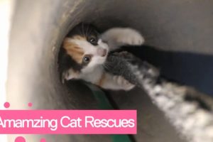 Amazing Cat Rescues | Real Life Heroes!