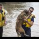 Amazing Dog Rescue and Transformation Compilation || Heartbreaking Dog Rescue Videos 2016