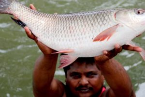 Amazing Fish Hunting And Cooking Fish Curry | Boy's Cooking River Fish | Country Boys