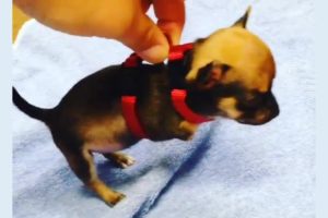Amazing Transformation of Surrendered Tiny Dog Was Born With Two Legs
