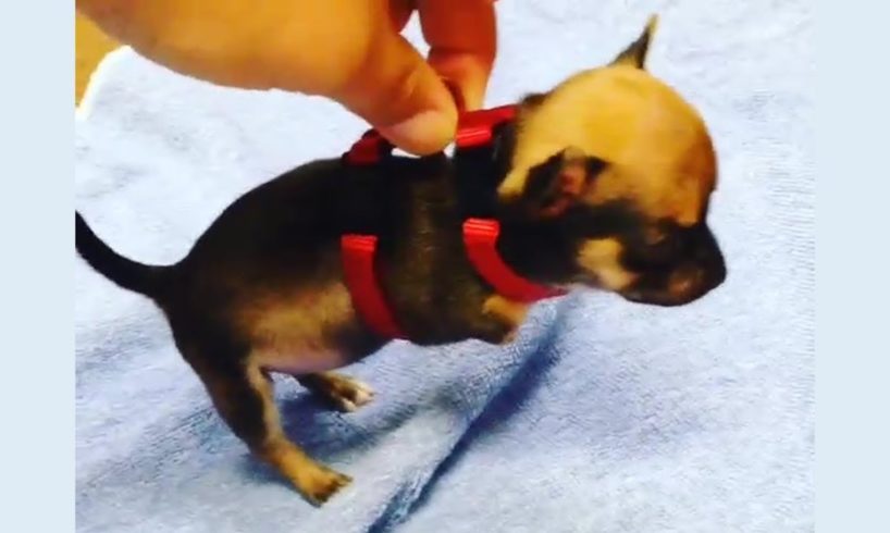 Amazing Transformation of Surrendered Tiny Dog Was Born With Two Legs