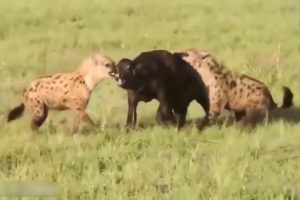 Amazing Wild Animal Fights   Big Battle Animals Real Fight   Gorilla, Bear, Lion Fight HD