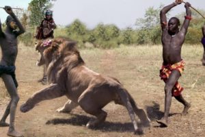 Amazing Wild Animals vs Human - Hunting lion , gorilla , Wild Animal Fights Caught On Camera