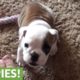 Angry little bulldog throws a hissy fit