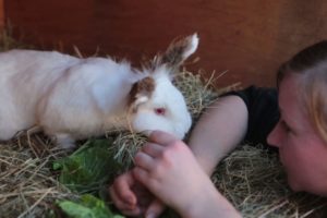 Animal Adoption Raystede