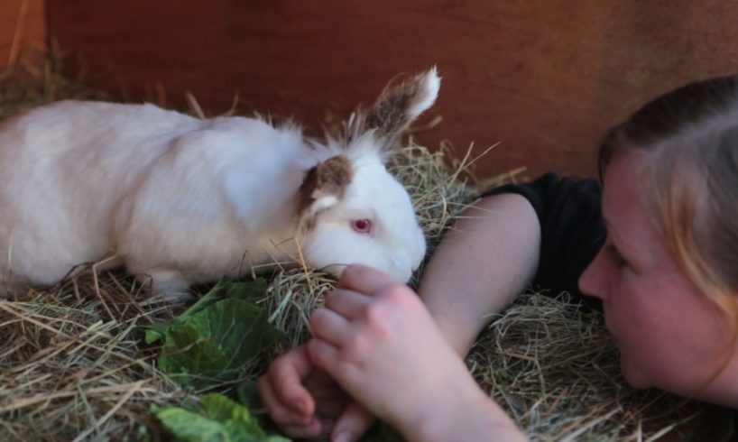 Animal Adoption Raystede