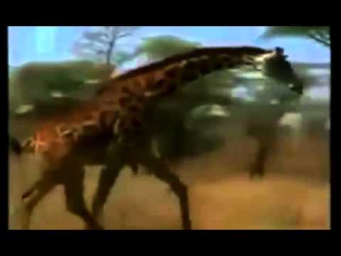 Animal Attack Lion vs Giraffe Wild Animal Fights